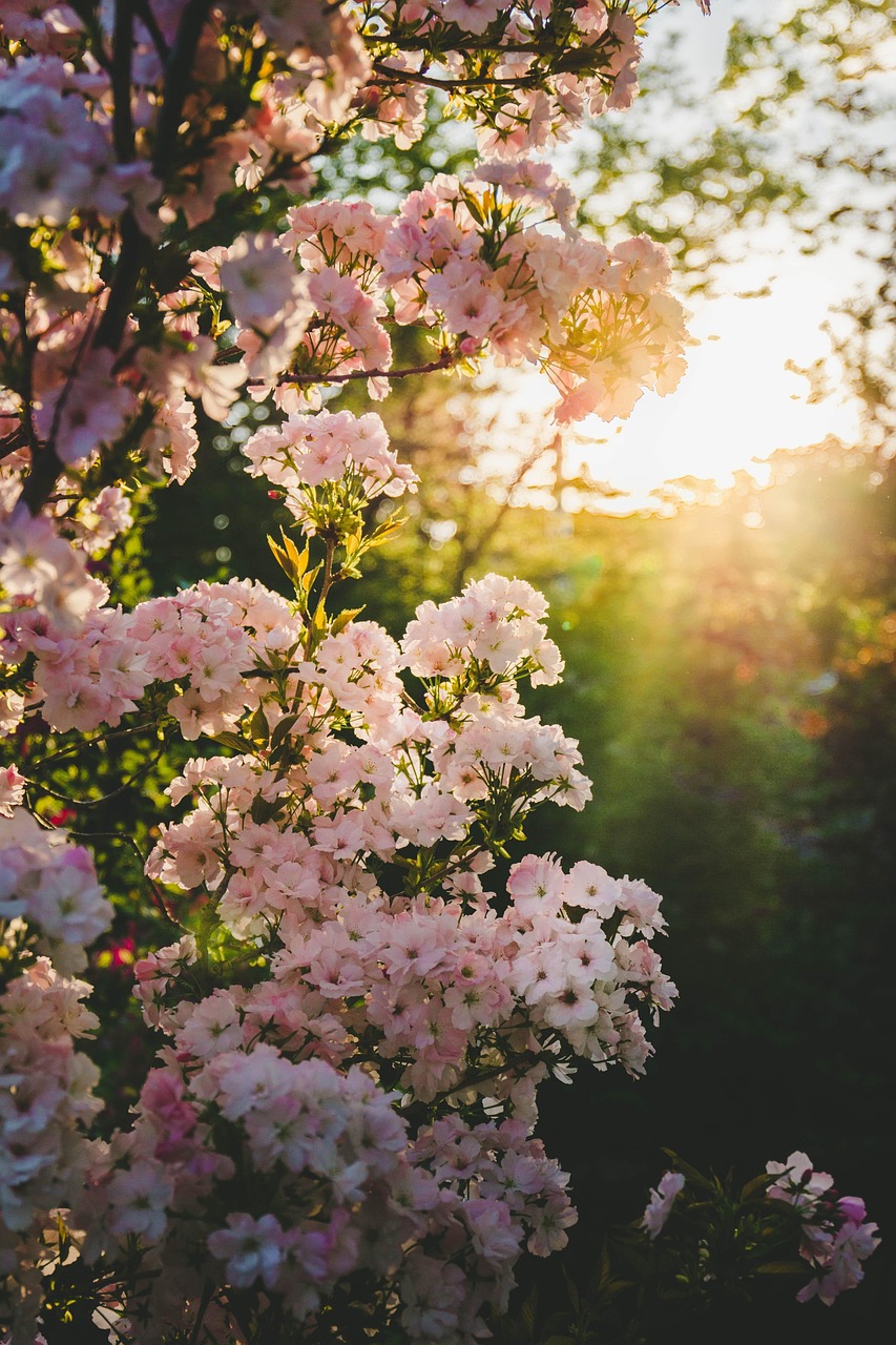 blooming, spring, garden, blossom, flower background, flower, nature, white, pink, petals, bloom, botanical, branch, sunny, tree, fresh, beautiful flowers, floral, natural, flower wallpaper