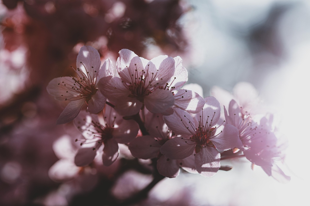 flowers, plum blossom, beautiful flowers, spring, flower wallpaper, season, nature, plums, petals, flower background, orchids that produce pollinia, fruit tree, plant