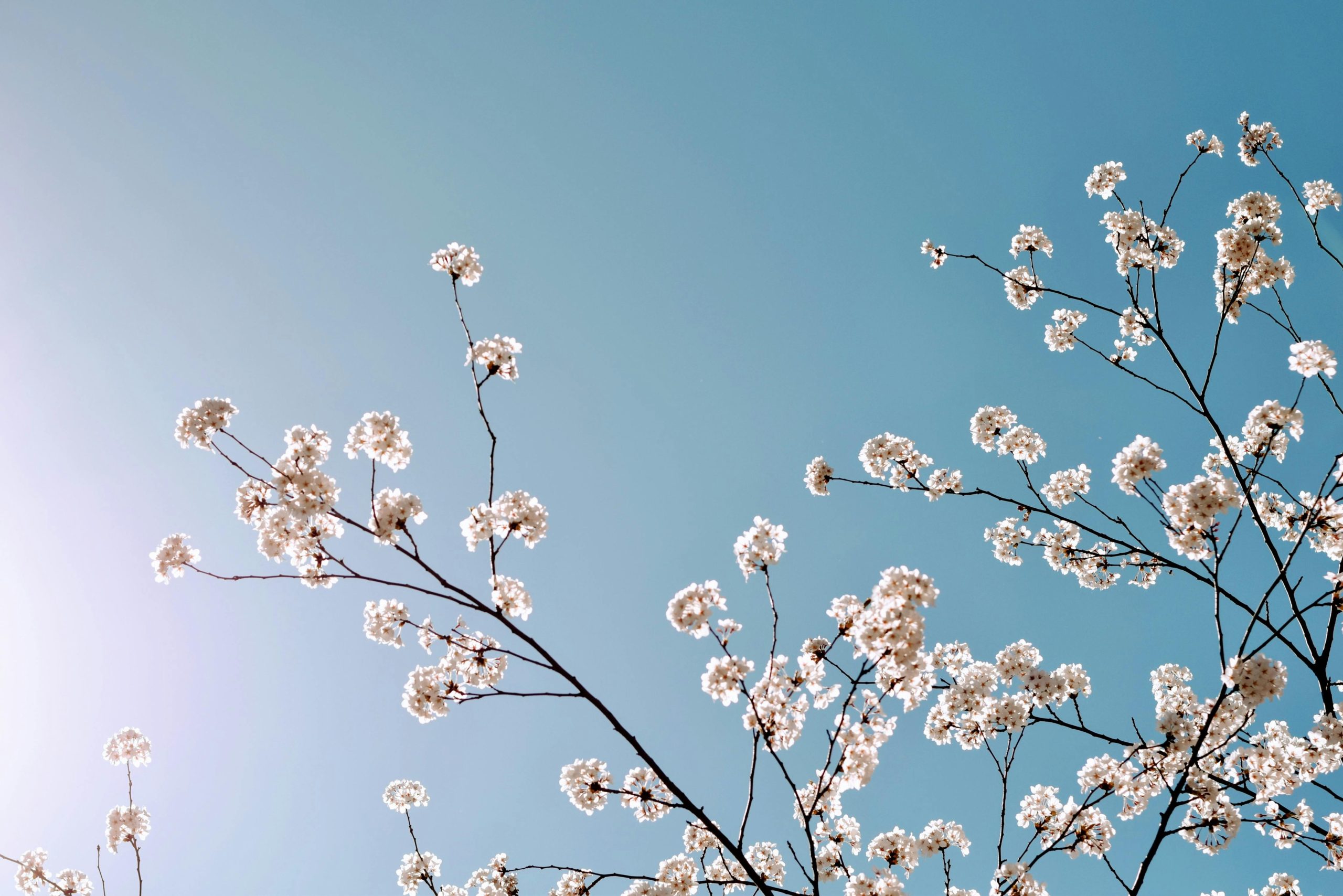 Beautiful cherry blossoms on a tree branch with a bright blue sky background in Toronto.